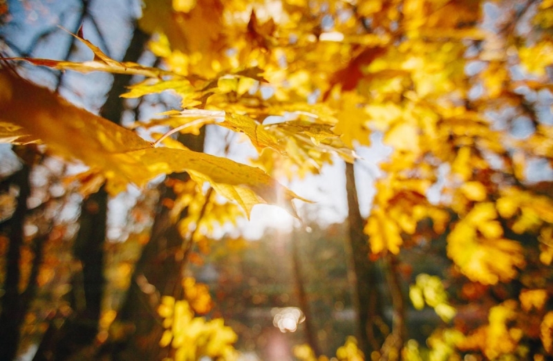 В Украину после заморозков ворвется почти летнее тепло: каким регионам повезет больше всего